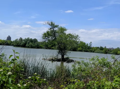 A photo of Swan Lake in summer