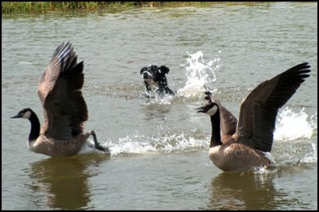 Geese Hazing