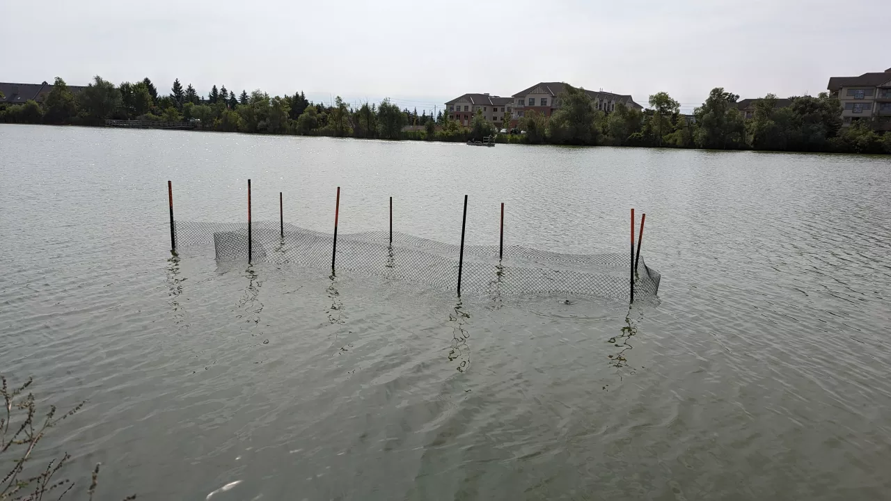 Planting of submerged aquatic vegetation