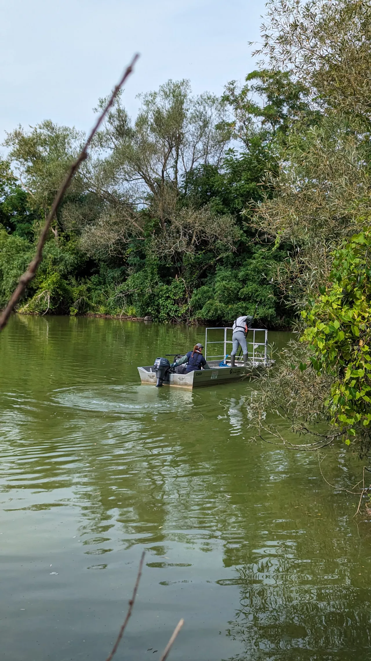 Fish Removal