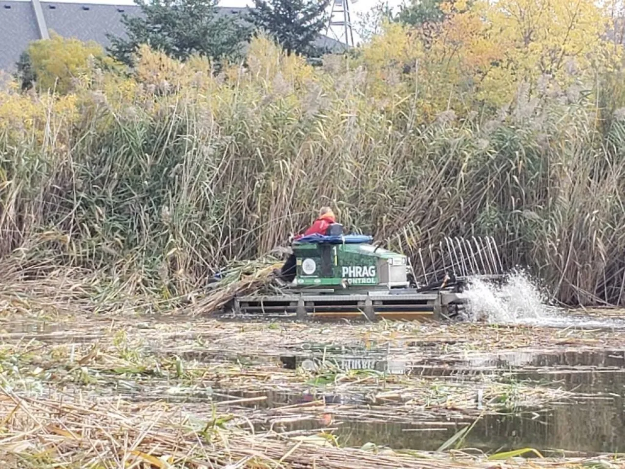 Phragmites Removal