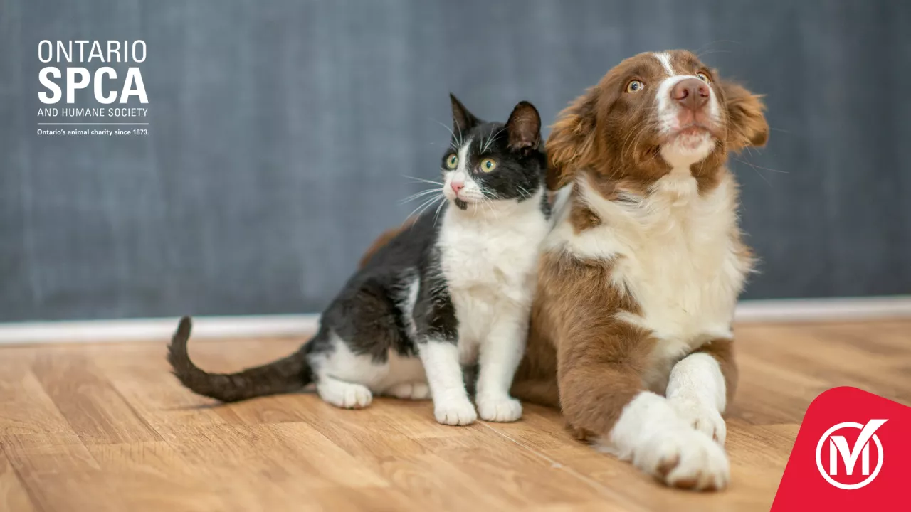 A dog and a cat sitting next to each other. Ontario SPCA logo on the top left. 