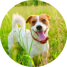 Dog smiling in field.