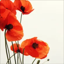 Illustration of poppy flowers.