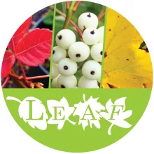 Different types of trees. Text reads "LEAF"