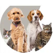 Dogs and cats.