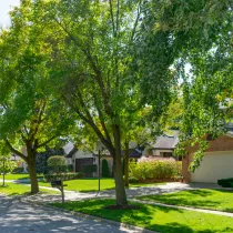 Large tree in front of a residential home.