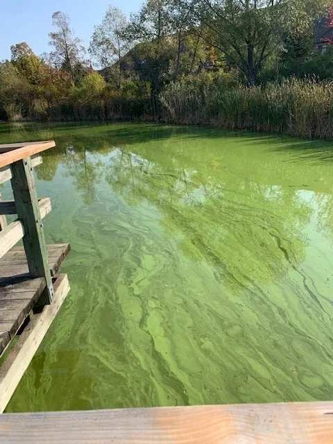 Dirty lake
