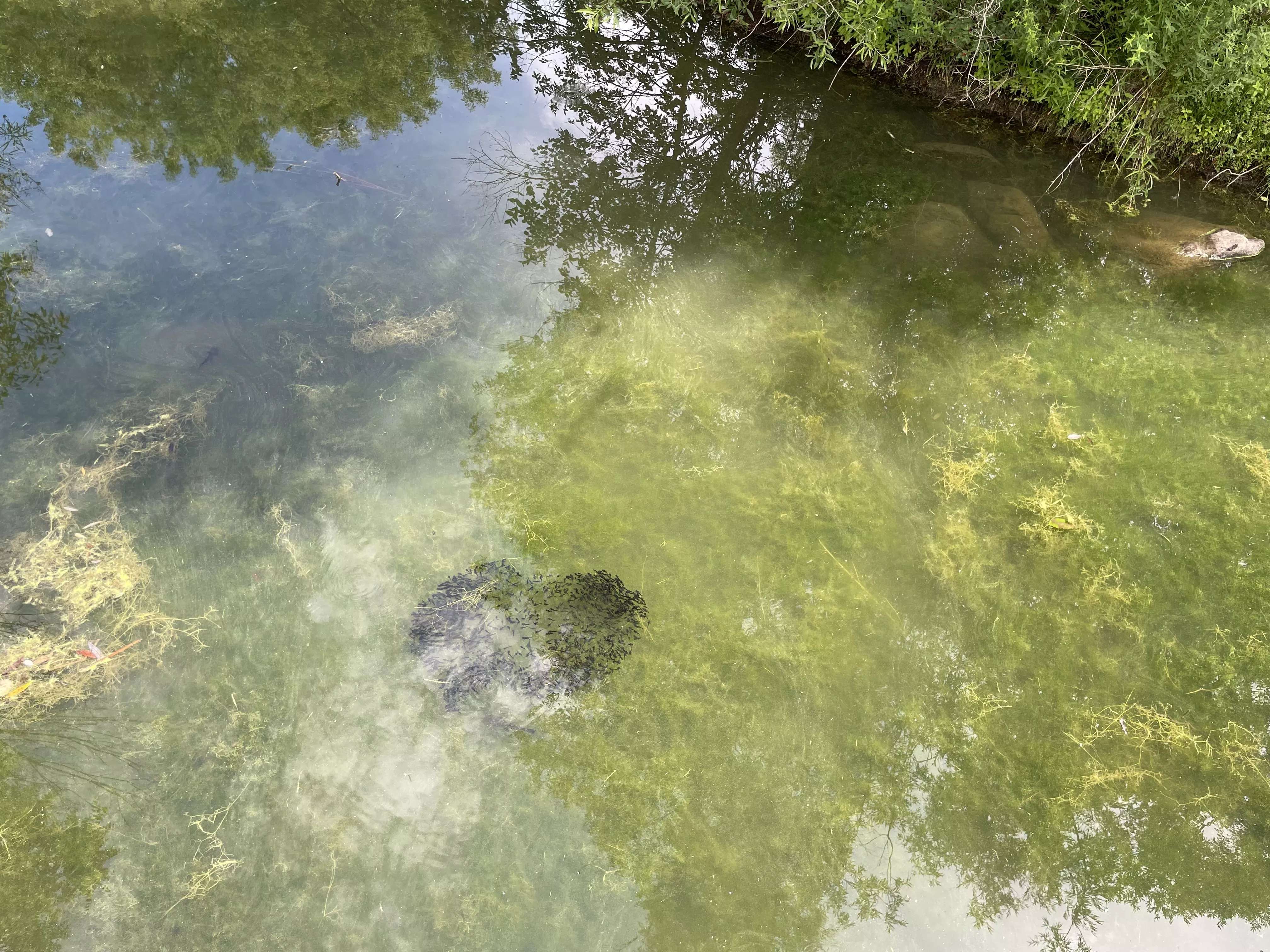 School of juvenile fish in water at Swan Lake, picture from June 2023